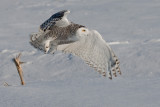 Harfang des neiges / Snowy Owl