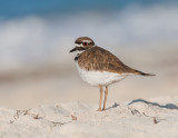 Pluvier Kildir - Kildeer