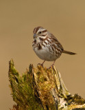 Bruant chanteur / Song Sparrow