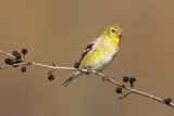 Chardonneret jaune / American Goldfinch