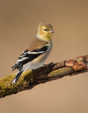 Chardonneret jaune / American Goldfinch