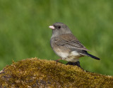 Junco ardois / Dark-eyed Junco