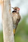 Pic flamboyant / Northern Flicker