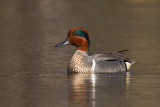 Sarcelle dhiver / Green-winged Teal