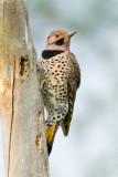 Pic flamboyant / Northern Flicker