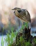 Butor dAmrique / American Bittern