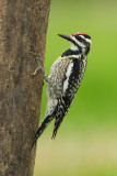 Pic macul / Yellow-bellied Sapsucker