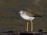 Grand Chevalier / Greater Yellowlegs