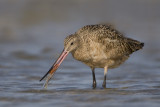 Barge marbre / Marbled Godwit