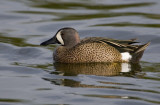 Sarcelle  ailes bleues / Blue-winged Teal