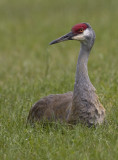 Grue du Canada / Sandhill Crane