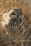 Short-eared Owl