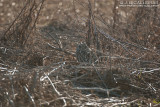 Short-eared Owl 