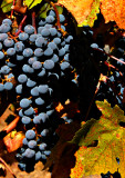 California Grapes