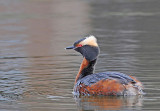 Horned Grebe, female