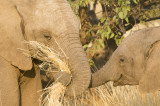 Desert Adapted Elephant