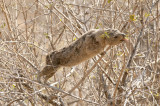 Rock Hyrax