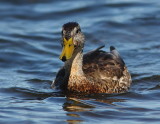 Canard colvert, Mallard Duck