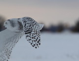 Harfang des neiges