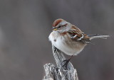 Bruant hudsonien, American Tree Sparrow