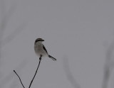 Pie-griche grise, Northern Shrike