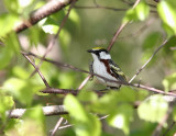 Paruline  flancs marrons