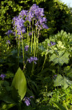 Spansk scilla (Hyacinthoides hispanica)