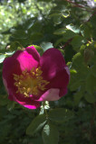 R. pimpinellifolia 'Single Cherry'/ 'Red Nelly'