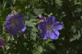 Storkenæb (Geranium)