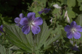 Storkenb (Geranium)