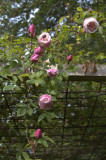 Rosa arvensis 'Splendens'
