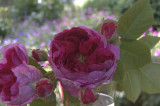 Rosa bourbonica Great Western (Laffay 1840)