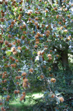 Bog  - Beech nuts