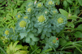 Rosenrod - Rodiola rosen