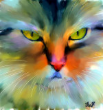 Chat, beaucoup de couleurs by VeeH - May, 2010