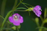 Slender False Foxglove III