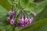 Bluebell Buds