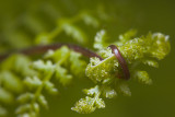 Unfurling Fern