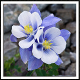 Siamese Twin Columbines