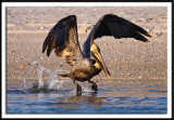 Brown Pelican Taking Flight