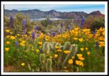 Sonoran Desert Bloom