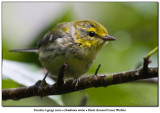 Paruline  gorge noire<br>Black-throated Green Warbler