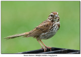 Bruant chanteur / Song Sparrow