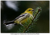 Paruline  gorge noire /<br>Black-throated Green Warbler