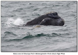 Baleine noire de lAtlantique Nord<br>North-Atlantic Right Whale