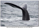 Baleine noire de lAtlantique Nord<br>North-Atlantic Right Whale