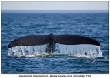 Baleine noire de lAtlantique Nord<br>North-Atlantic Right Whale