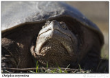 Tortue serpentine<br>Snapping Turtle