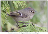 Roitelet  couronne rubis<br>Ruby-crowned Kinglet