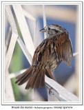 Bruant des marais<br>Swamp Sparrow